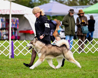 Wine Country Circuit of Dog Shows - September 29 & 30, October 1 & 2, 2022