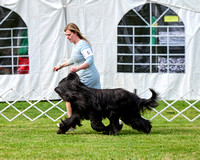 Briard