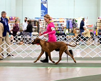 Rhodesian