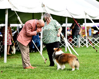 Shetland Sheepdog