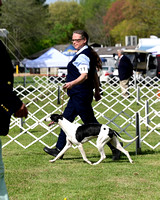 Whippet