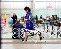 Dalmatian
