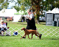 Vizslas