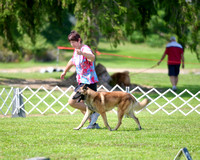 Belgian Malinois