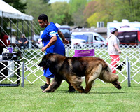 Leonberger
