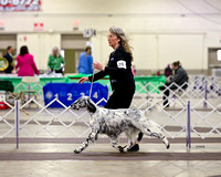 Setter, English
