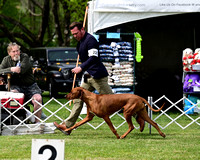 Rhodesian Ridgeback