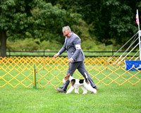 Fox Terrier