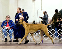 Great Dane