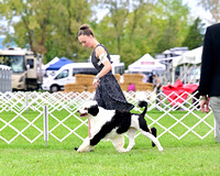 Portuguese Water Dog
