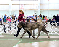 Irish Wolfhound