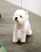 West Highland White Terrier