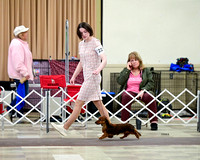 Dachshund