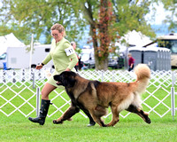 Leonberger
