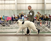 Borzoi